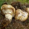Catathelasma imperiale, Doppelring-Trichterling